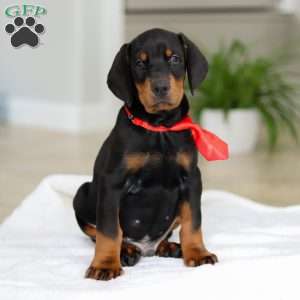 Maverick, Doberman Pinscher Puppy